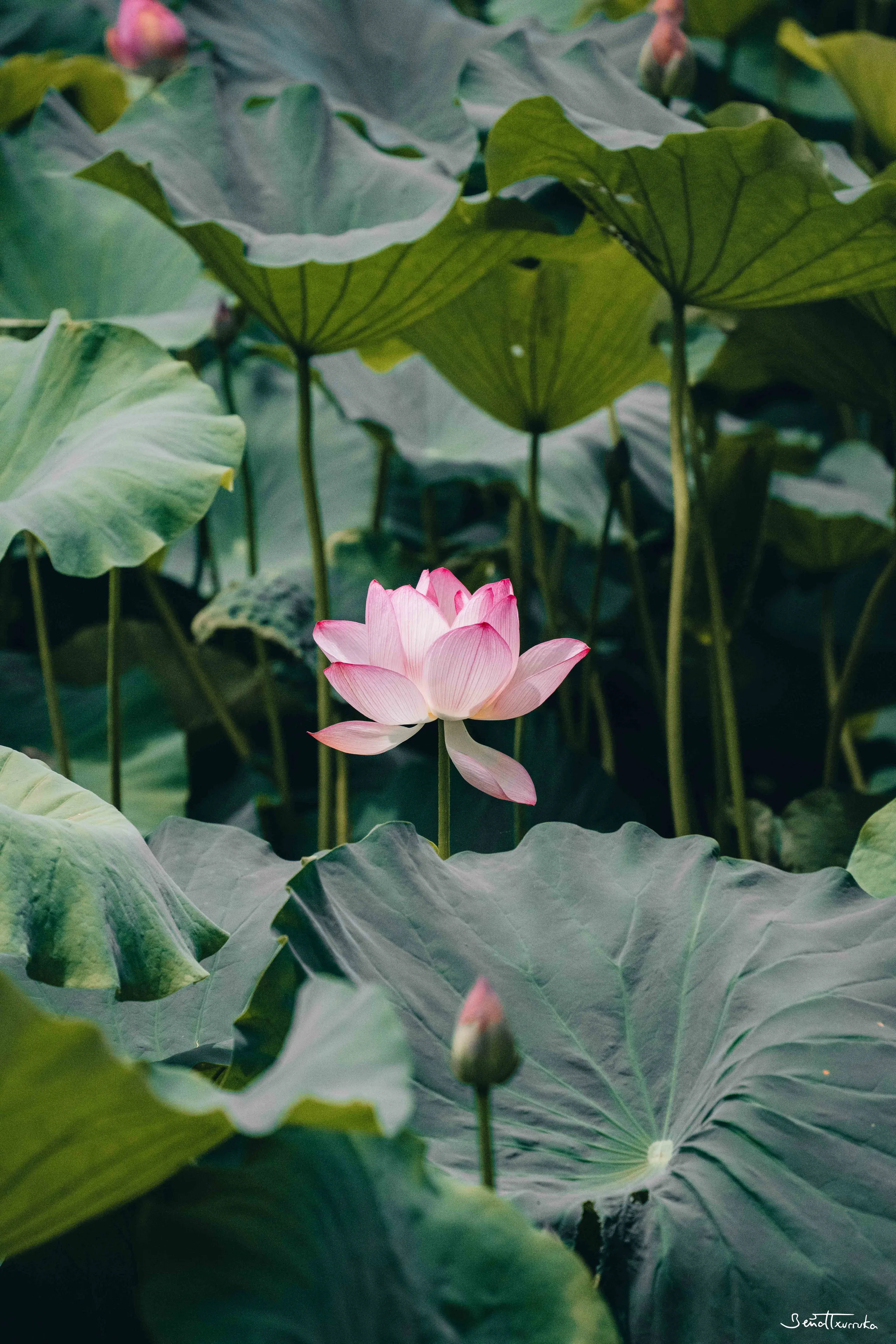 Lotus
