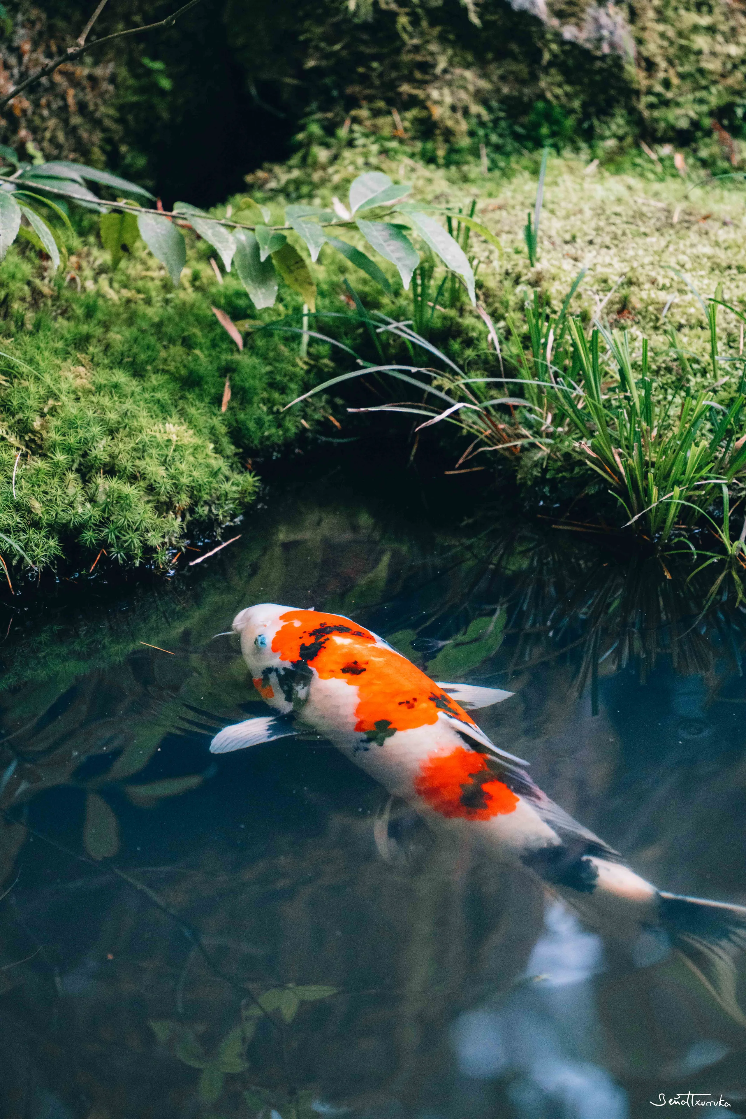Koi