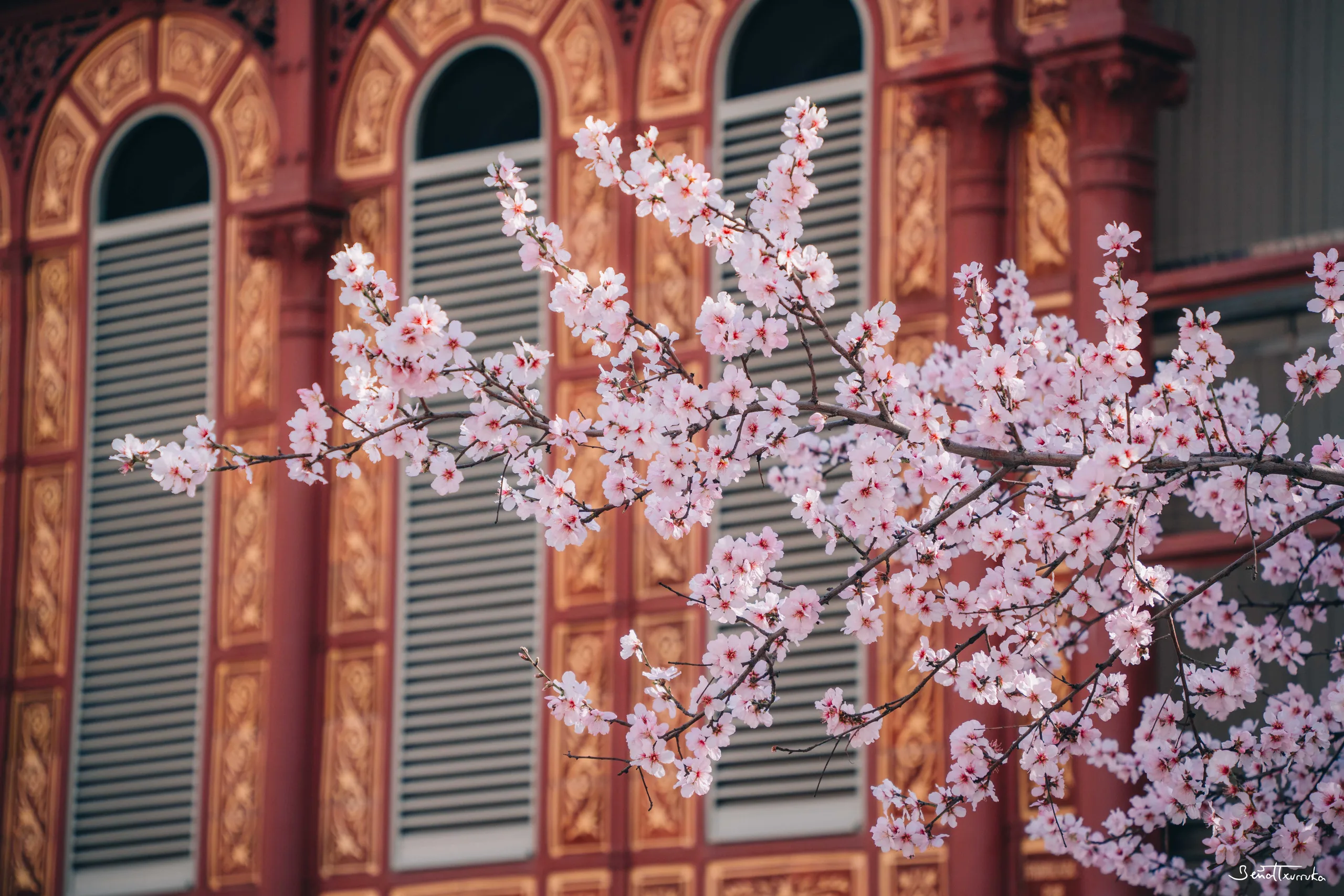 Sakura en Sant Antoni