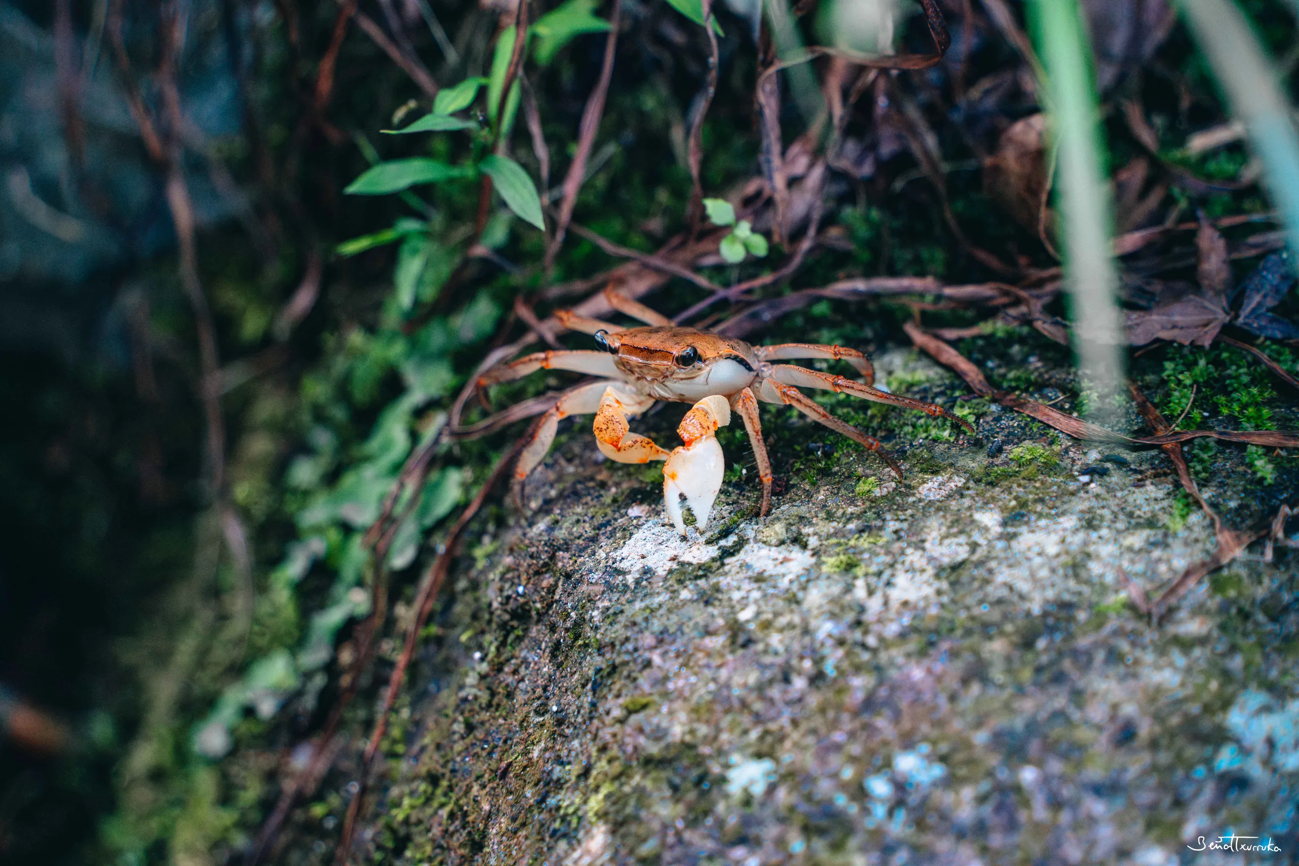 Crab