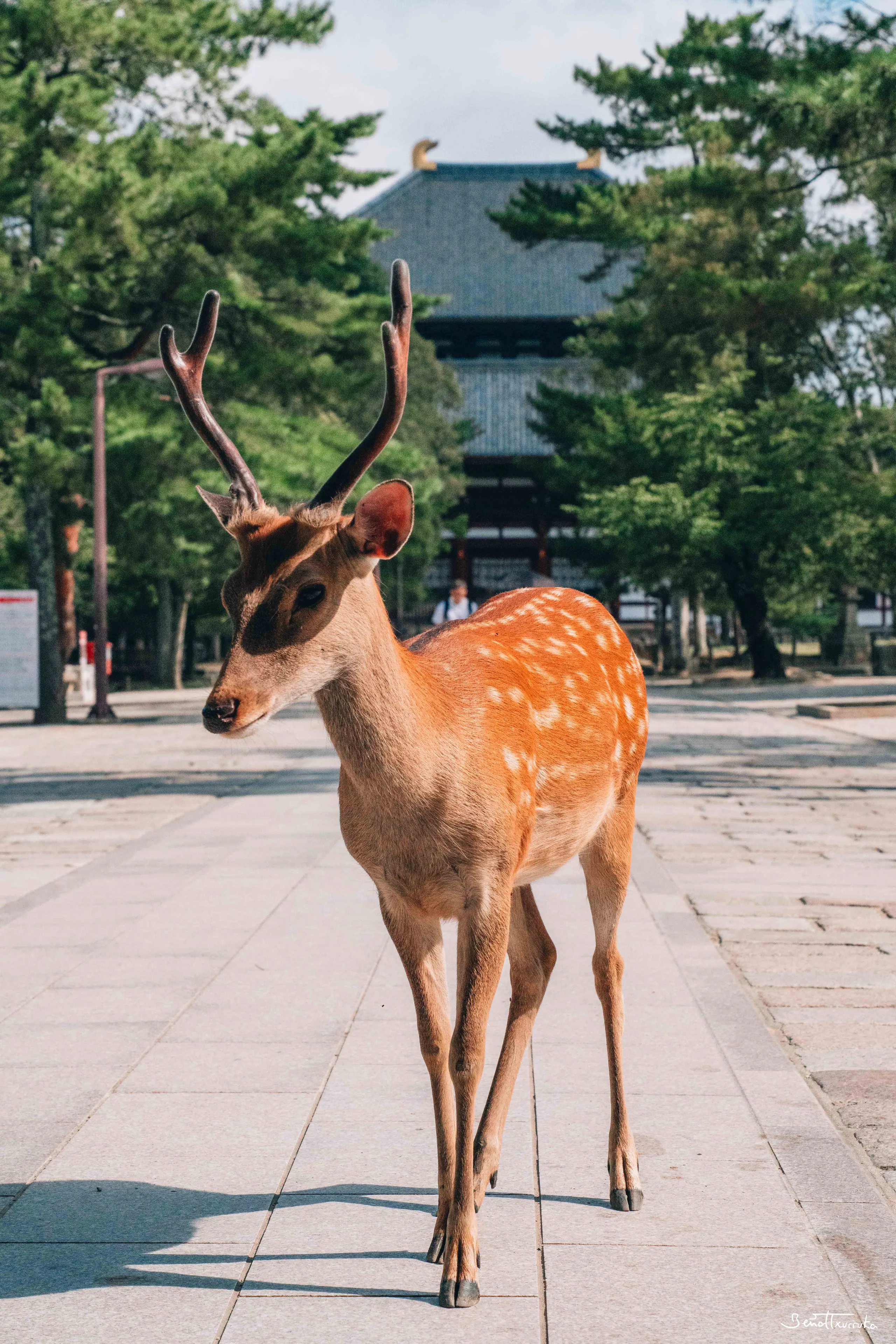 Nara