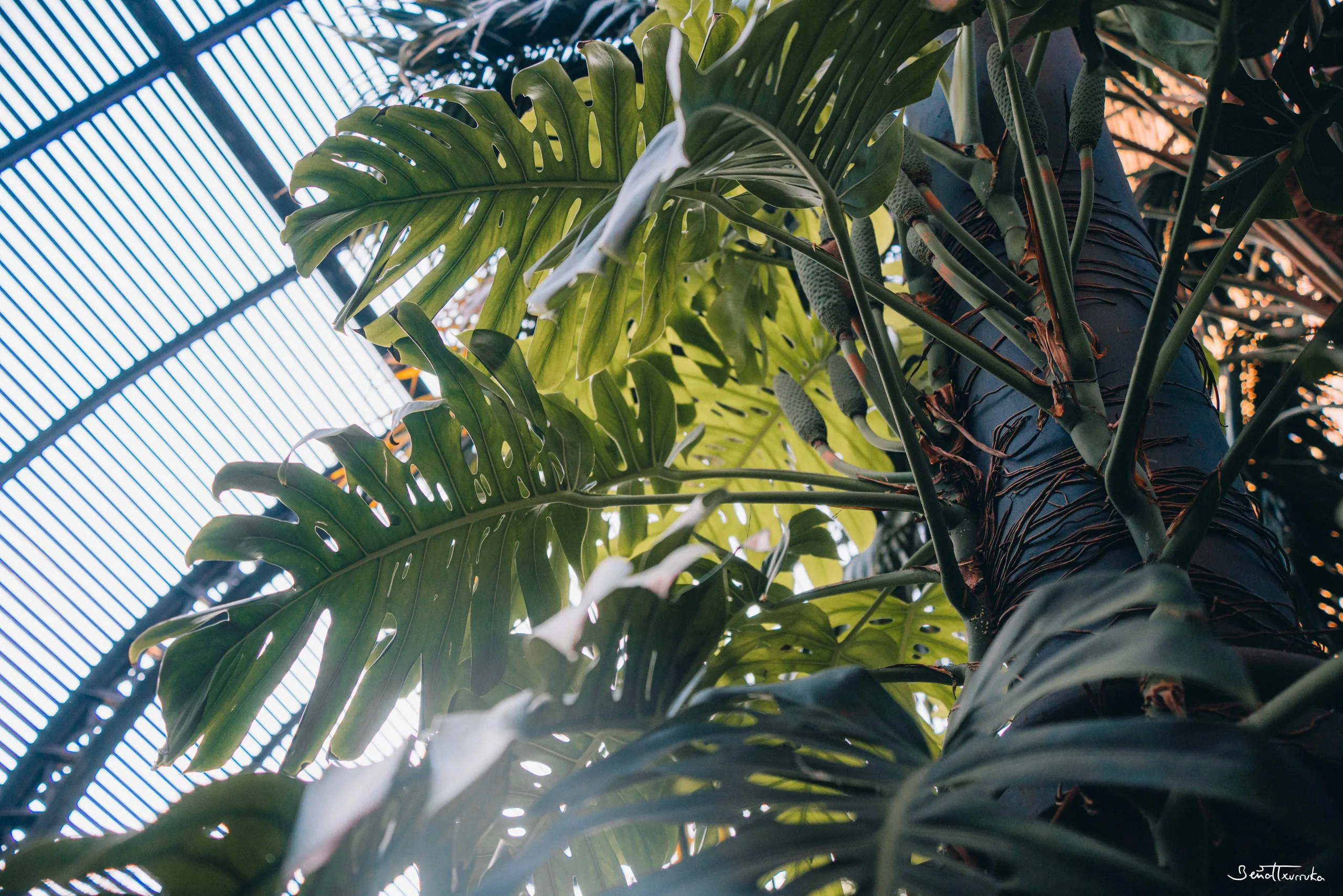 Monstera