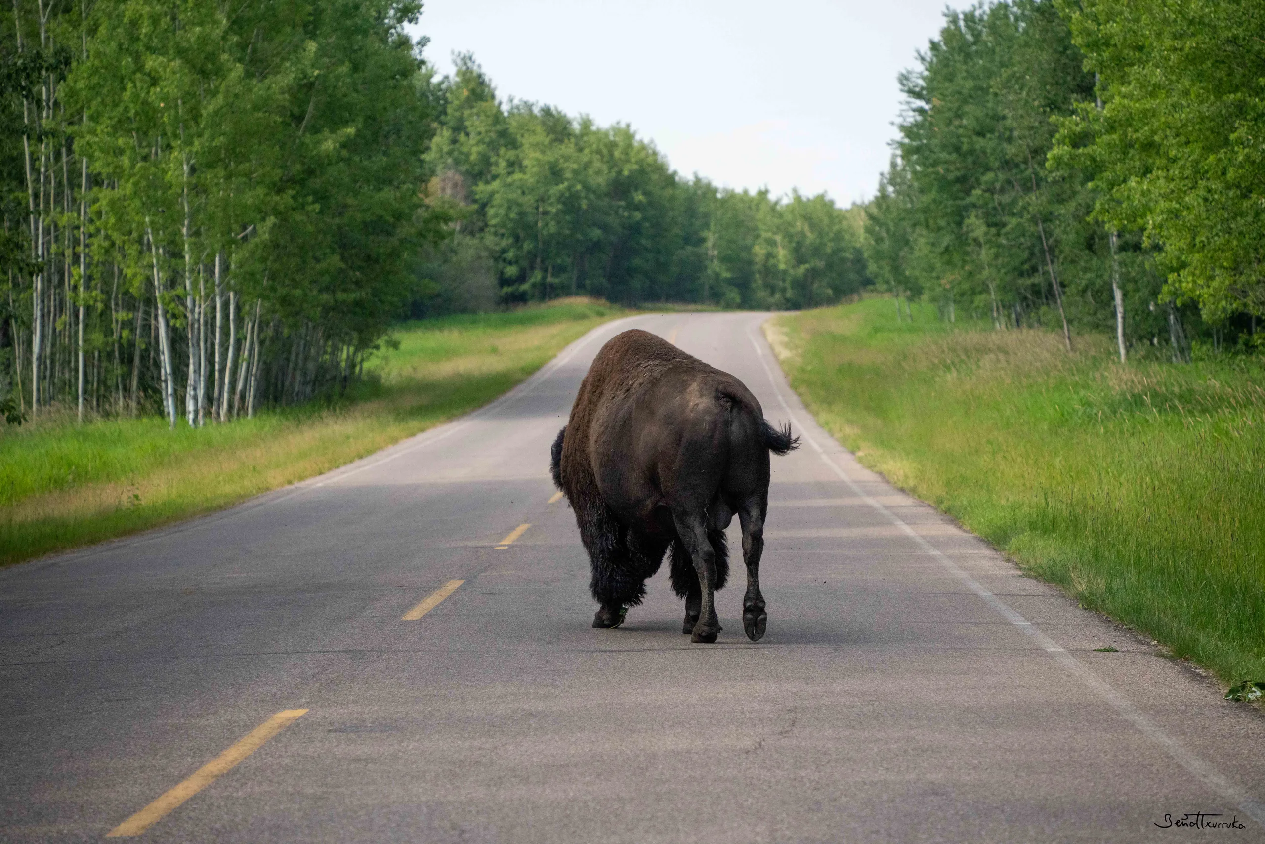 Bison