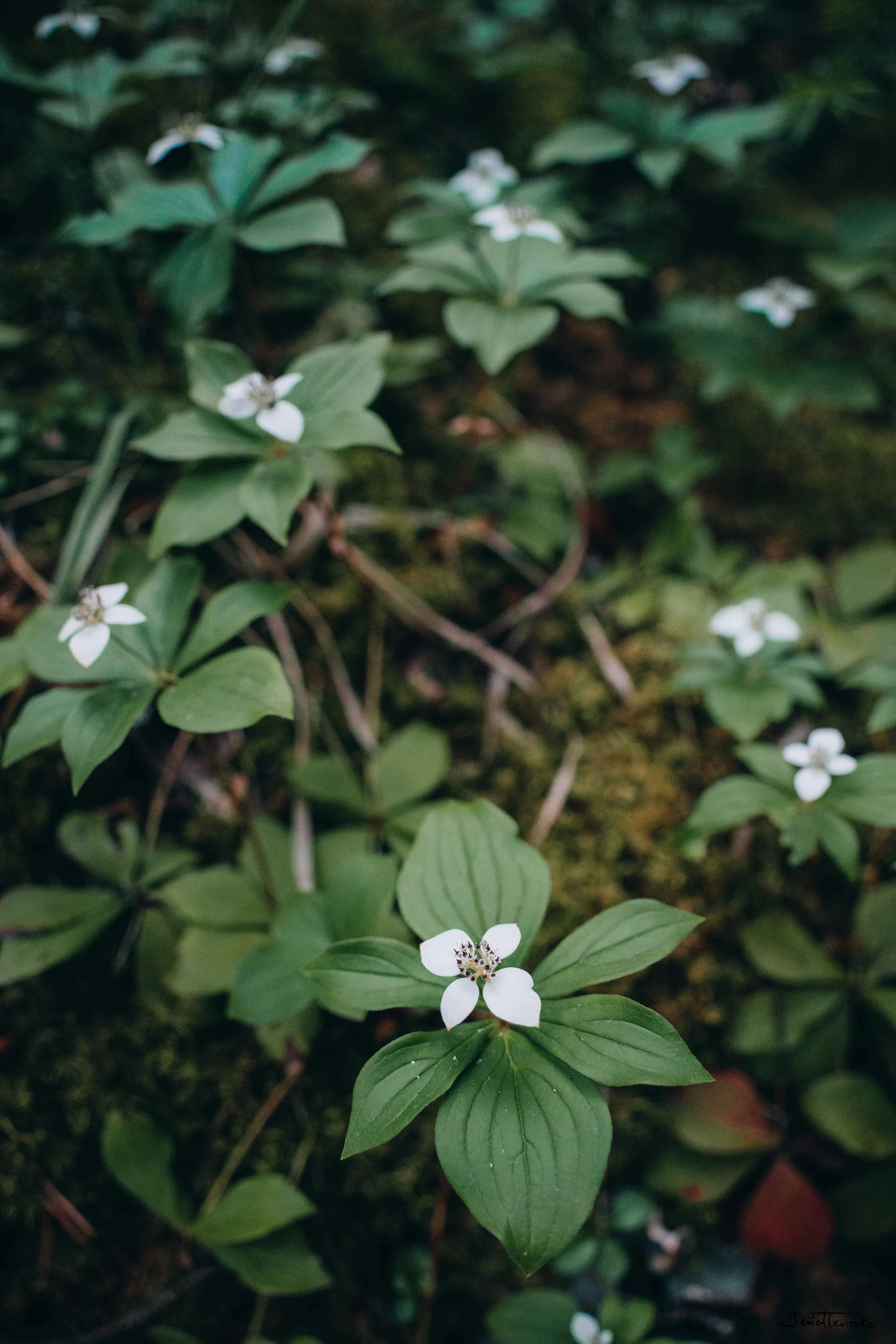 Flores en Banff