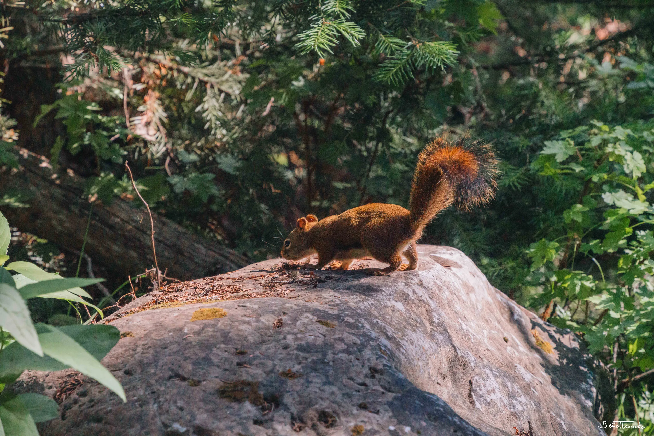 Squirrel