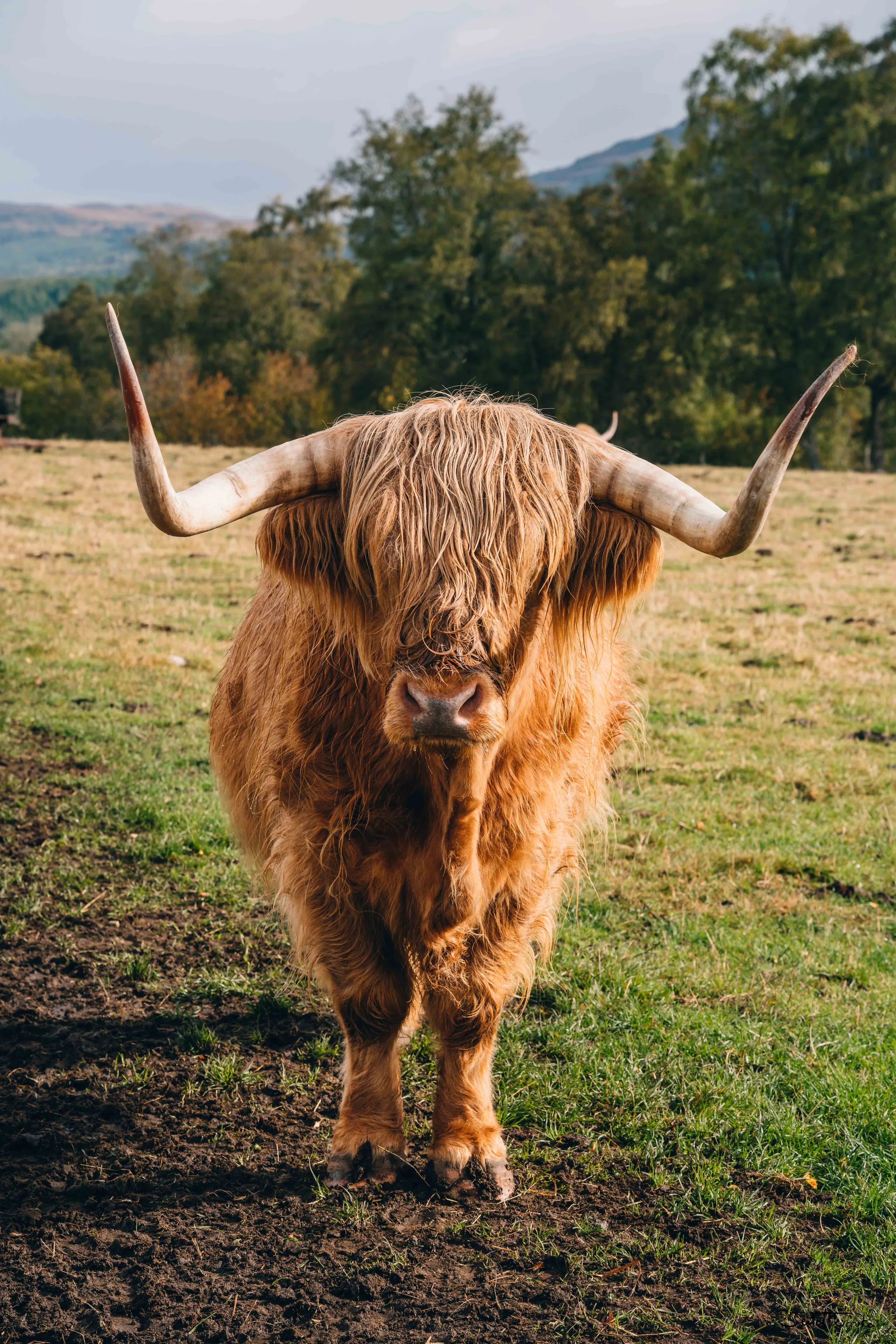 Scotish cow