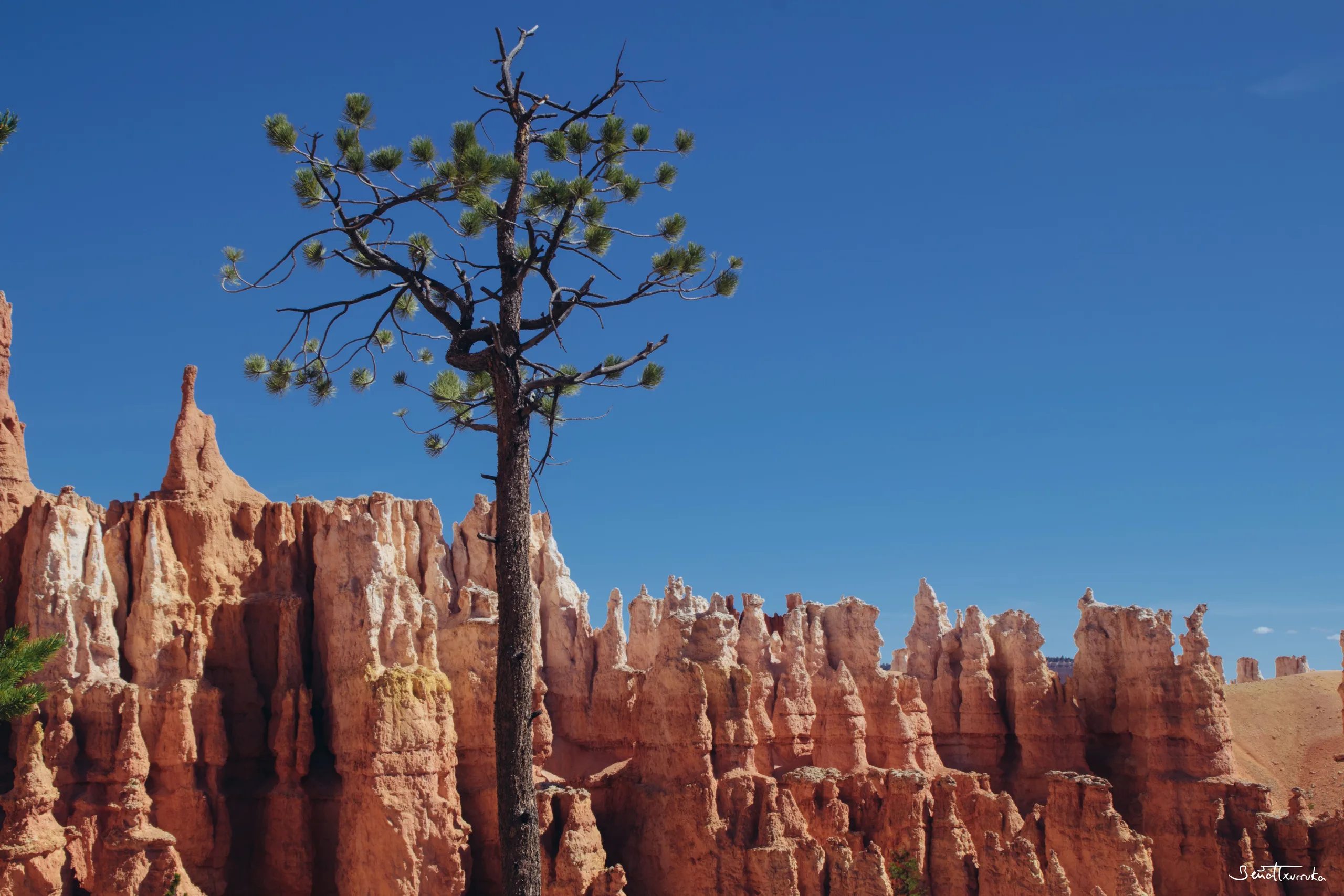 Bryce
